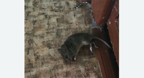 Дезинфекция от мышей в Перово города Москвы